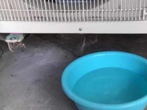 Nước nhỏ giọt từ điều hòa tưởng bỏ đi, ai ngờ có công dụng bất ngờ khiến nhiều người tiếc nuối!