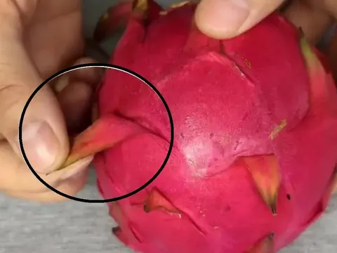 Ra chợ thấy thanh long có điểm này thỏa mái mua về, không lo ủ thuốc