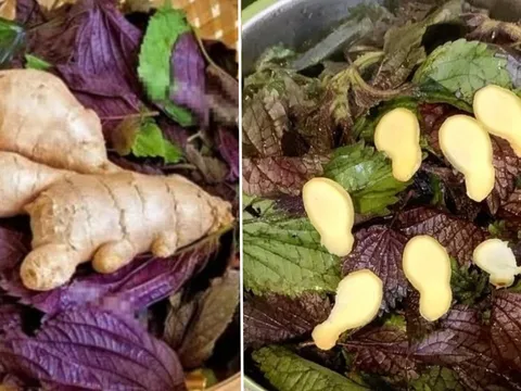 Uống nước lá tía tô nấu với gừng tốt hơn vạn thuốc bổ, cơ thể nhận được lợi ích tuyệt vời này