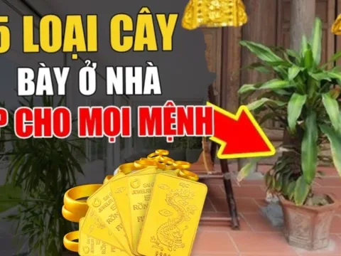 5 loại cây trấn trạch, con cháu muốn giàu đừng dại mà chặt bỏ