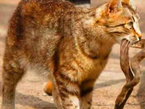 Mèo nhà rất lành nhưng gặp rắn là "không tha", lý do là gì?