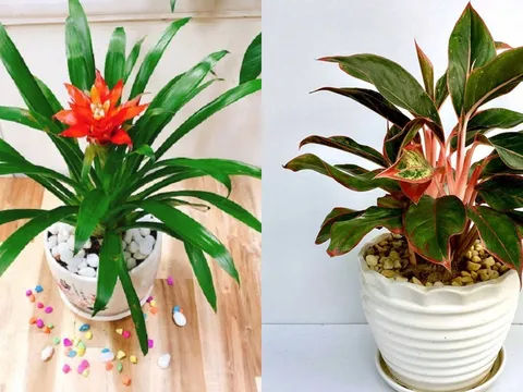 5 loại hoa trồng trong nhà, vừa hút tài lộc lại vượng khí cho gia đạo, nghèo đến mấy cũng nên có 1 chậu