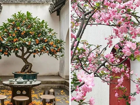 Cổ nhân nói không sai: Nhà trồng 3 loại cây, 10 người thì 9 sẽ giàu sang phú quý, nhà nào cũng nên trồng