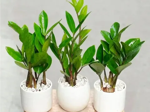 Đặt cây Kim Tiền trong nhà chuẩn phong thủy tài lộc đổ về như nước
