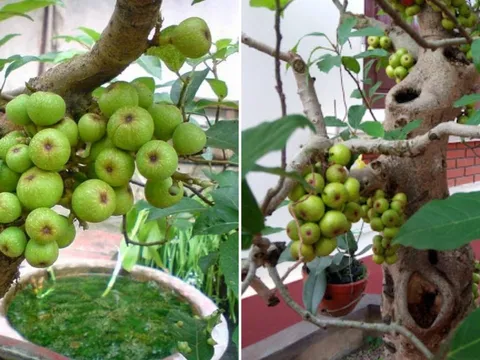 Gia chủ tuổi này trồng cây sung trong nhà như 'hổ mọc thêm cánh', lộc đến ào ào, tiền vào như nước