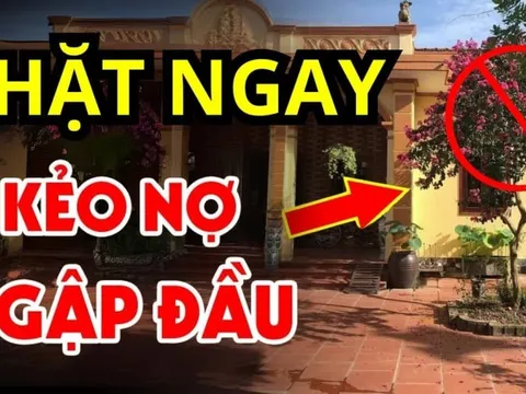 4 loại cây tưởng lành hoá dữ, chặt sớm kẻo rước họa về nhà