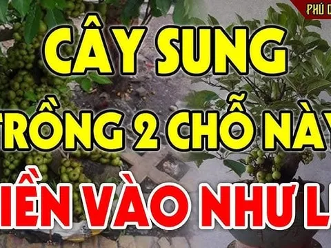 Vị trí trồng Sung “mở vận” cả nhà, Tiền tự tìm đến tận cửa