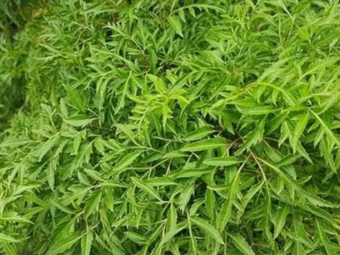 Tổ tiên khuyên: Liệu có nên trồng cây đinh lăng trước nhà?