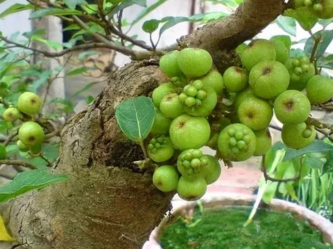 Cây sung trồng trước cổng hay sau nhà mới hút tài lộc? Gia chủ nào cũng nên biết điều này