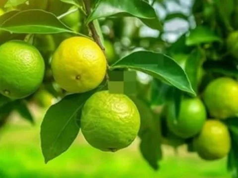 Tổ tiên dạy: 'Trong nhà có hai cây thì dù không giàu cũng có phước', đó là 2 cây gì?
