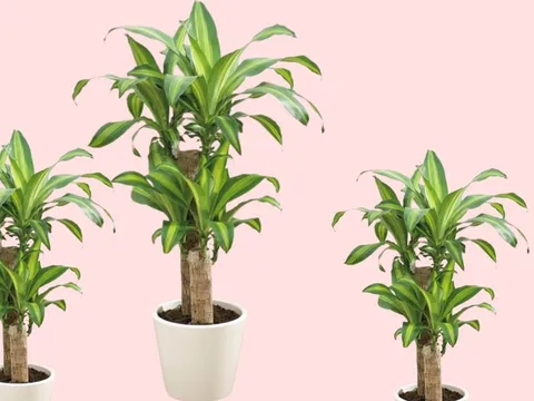 Cây cảnh Thiết mộc lan là "chìa khóa vàng" mở cánh cửa tài lộc nhưng phải biết trồng đúng vị trí đúng kiểu