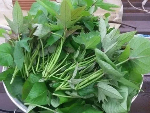 Đi chợ gặp 8 loại rau này nên mua ngay: Tươi sạch, không thuốc, ăn cực yên tâm