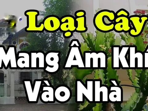 Mang cây âm vào nhà, gia đình muốn giàu cũng khó, đó là những cây nào?