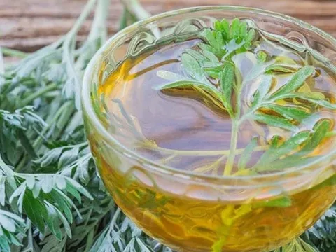 Mỗi ngày uống 1 cốc nước lá ngải cứu có tác dụng gì?