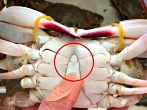 Mua cua ghẹ đừng chọn con to! 4 mẹo chọn cua ghẹ béo chắc, nhiều thịt ai cũng cần biết