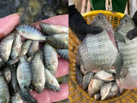 Nuôi cá rô phi kiểu mới ở Nghệ An: Cá lớn như thổi, nông dân bỏ túi tới 270 triệu đồng mỗi hecta