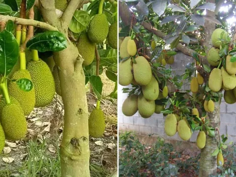 Vì sao trồng cây mít trước nhà không tốt?