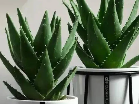 5 loại cây vừa tốt cho sức khỏe vừa hút tài lộc, được cả thầy thuốc lẫn thầy phong thủy khuyên trồng
