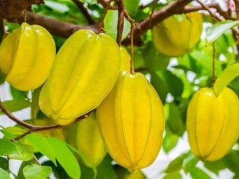 Có nên trồng cây khế trước nhà không? Giải mã phong thủy và mệnh hợp để đón tài lộc