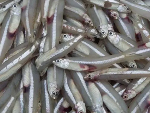 Gặp 7 loại cá này ở chợ hãy mua ngay: Dưỡng chất như nhân sâm, giá rẻ bất ngờ!