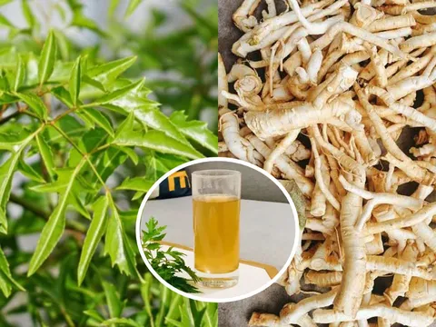 Tác dụng của nước rễ đinh lăng: Có 3 nhóm người không nên sử dụng