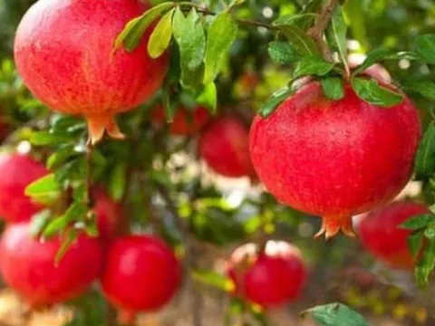 4 loại cây phong thủy càng trồng càng giàu: chặt đi là mất lộc, tiền bạc đội nón ra đi