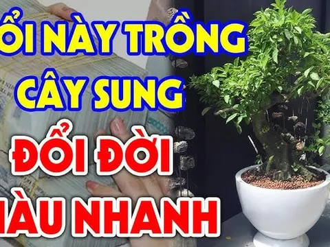 Trồng Sung Cực Thịnh: 3 tuổi hợp mệnh trồng 1 cây Tiền - Tài đủ cả