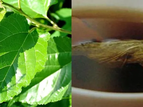Lá dâu tằm – "thần dược" dân dã giúp ngăn rụng tóc, mọc tóc dày và cải thiện sức khỏe toàn diện