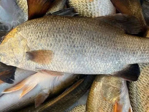 Loại cá tốt hơn cá hồi, ngọt thịt, ít xương, giàu omega-3: Gặp được là phải mua ngay