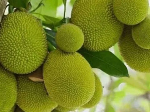 Người xưa cảnh báo: Tuyệt đối không trồng cây mít trước nhà, đặc biệt với người buôn bán, vì sao thế?