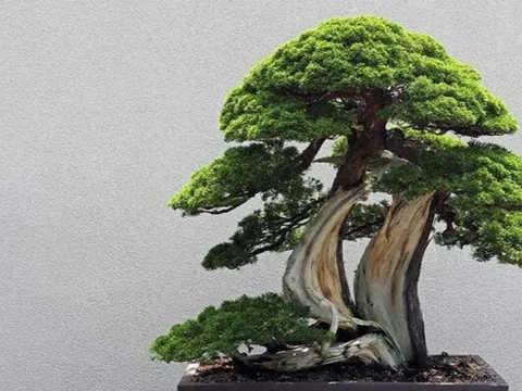 Những loại cây cảnh phong thủy phù hợp với người tuổi Thân, hỗ trợ công danh, sự nhiệp và cuộc sống hạnh phúc