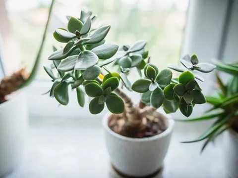 Top 5 loại cây cảnh để bàn làm việc mang lại may mắn, tài lộc