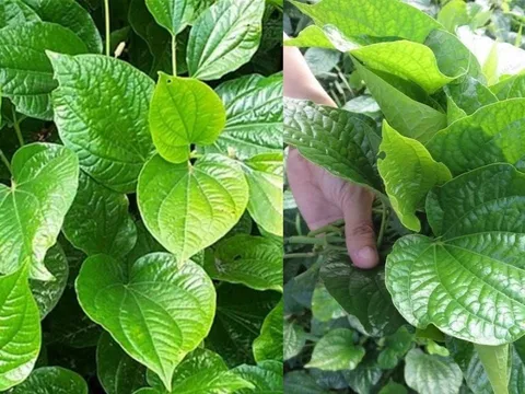 Lá Lốt: Nhiều công cụng tốt cho sức khỏe nhưng không phải ai cũng nên dùng