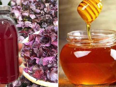 Uống nước tía tô pha thêm mật ong, nhận được lợi ích bất ngờ, nhiều người không biết