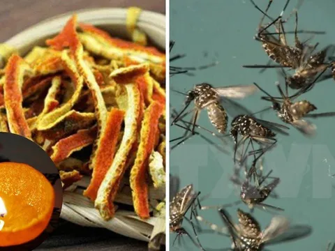 Đốt thứ "bỏ đi" này lên: Muỗi hàng đàn cũng bay xa, không cần dùng hoá chất độc hại