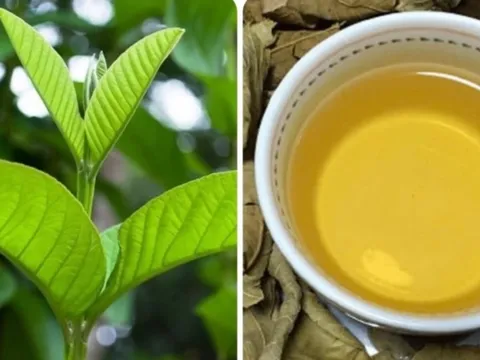Loại lá dân dã nhà nào cũng có, có rất nhiều tác dụng tốt mà không phải ai cũng biết hết
