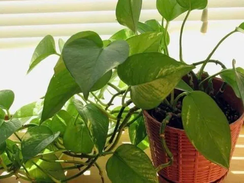 Vị trí trồng cây trầu bà giúp “hút lộc như nam châm”, Thần Tài tự tìm đến gõ cửa
