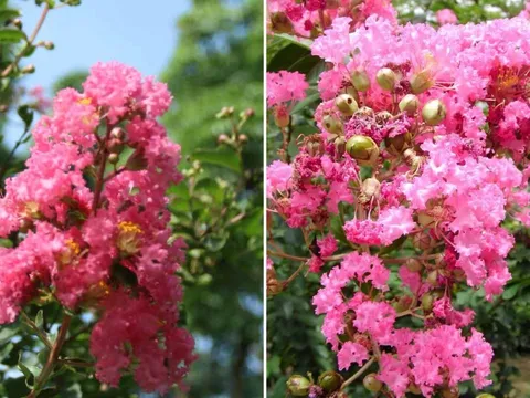 Người mệnh nào hợp trồng hoa tường vi nhất?