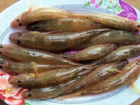 4 loại cá không thể nuôi nhân tạo, thịt bổ không tanh, thấy đừng tiếc tiền mua
