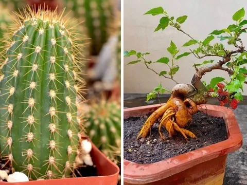 4 loại cây "âm thịnh dương suy", nhà có 1/4 cây thôi Nợ Ngập Mặt quanh năm