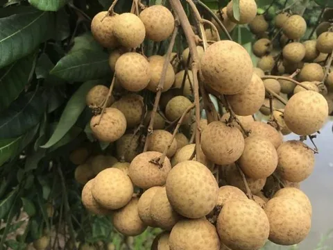 6 nhóm người không nên ăn nhãn
