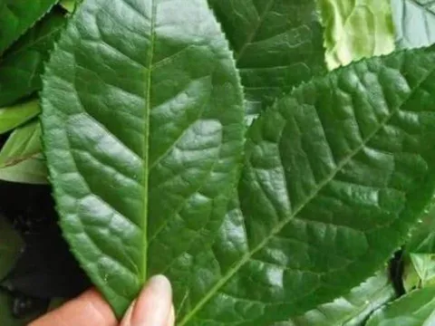 Đi chợ gặp 5 loại lá này nhớ mua ngay – Rẻ bèo nhưng giúp giải độc, làm sạch phổi hiệu quả không ngờ