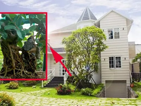 4 cây âm trồng vào dương trạch, gia đạo không khốn khó cũng lao đao, là cây nào?