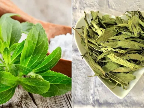 Loại lá ngọt hơn đường 400 lần nhưng không chứa calo, giúp hạ đường huyết
