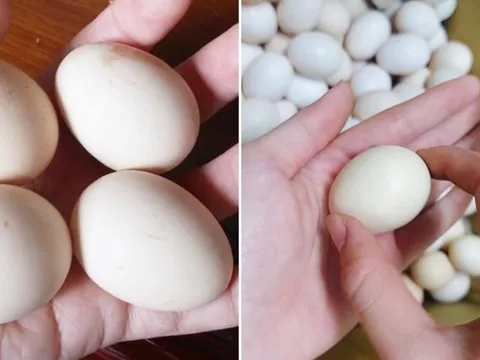 Mua trứng gà chọn quả to hay quả nhỏ: Người nuôi tiết lộ cách chọn tốt nhất