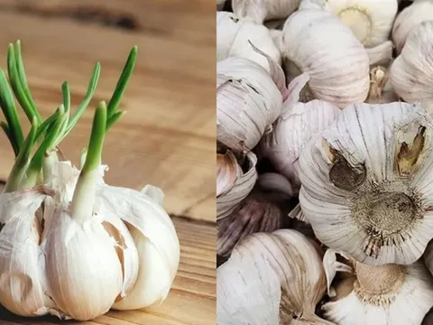 6 loại tỏi người bán còn không dám ăn: Nhiều người vẫn vô tư mua về nấu cho cả nhà