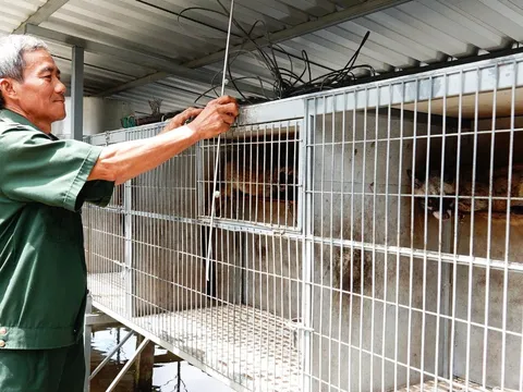 Nuôi chồn hương – Bước ngoặt làm giàu của lão nông Vĩnh Long bất chấp vợ phản đối