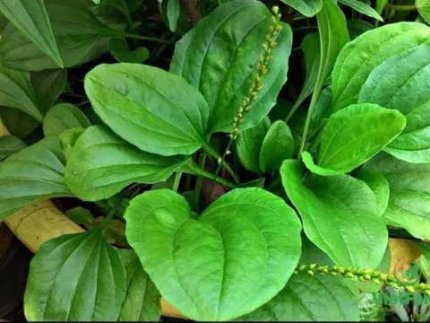 4 loại lá dân dã quen thuộc giúp giải đôc, làm sạch phổi