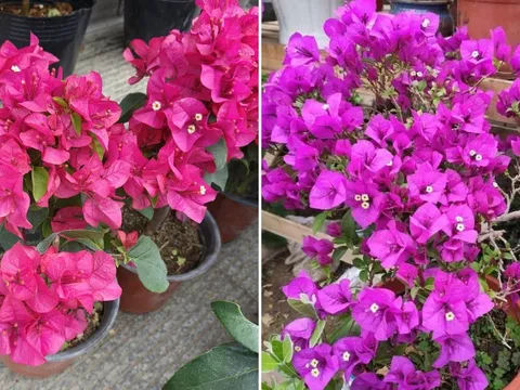 Chạm đúng 'công tắc sinh trưởng' trên thân cây hoa giấy, không tốn công chăm bón hoa vẫn nở rực rỡ quanh năm