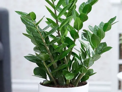 Cây kim tiền sẽ phát huy gấp đôi tác dụng hút tài lộc nếu gia chủ đặt vị trí này trong nhà